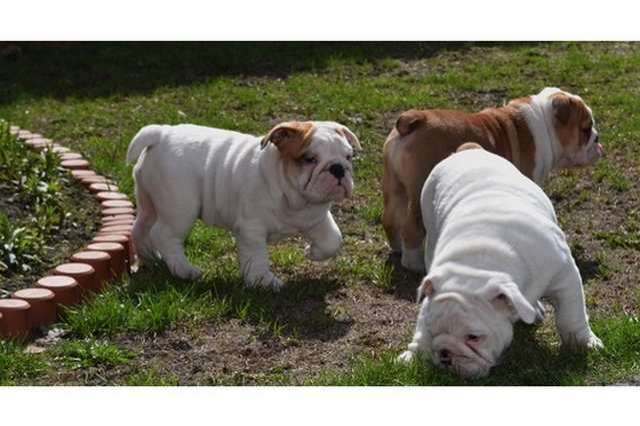 süßen Englisch Bulldogge Welpen
